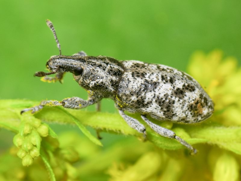 Cyphocleonus dealbatus (Gmelin, 1790)